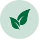 100% Drumstick Leaf